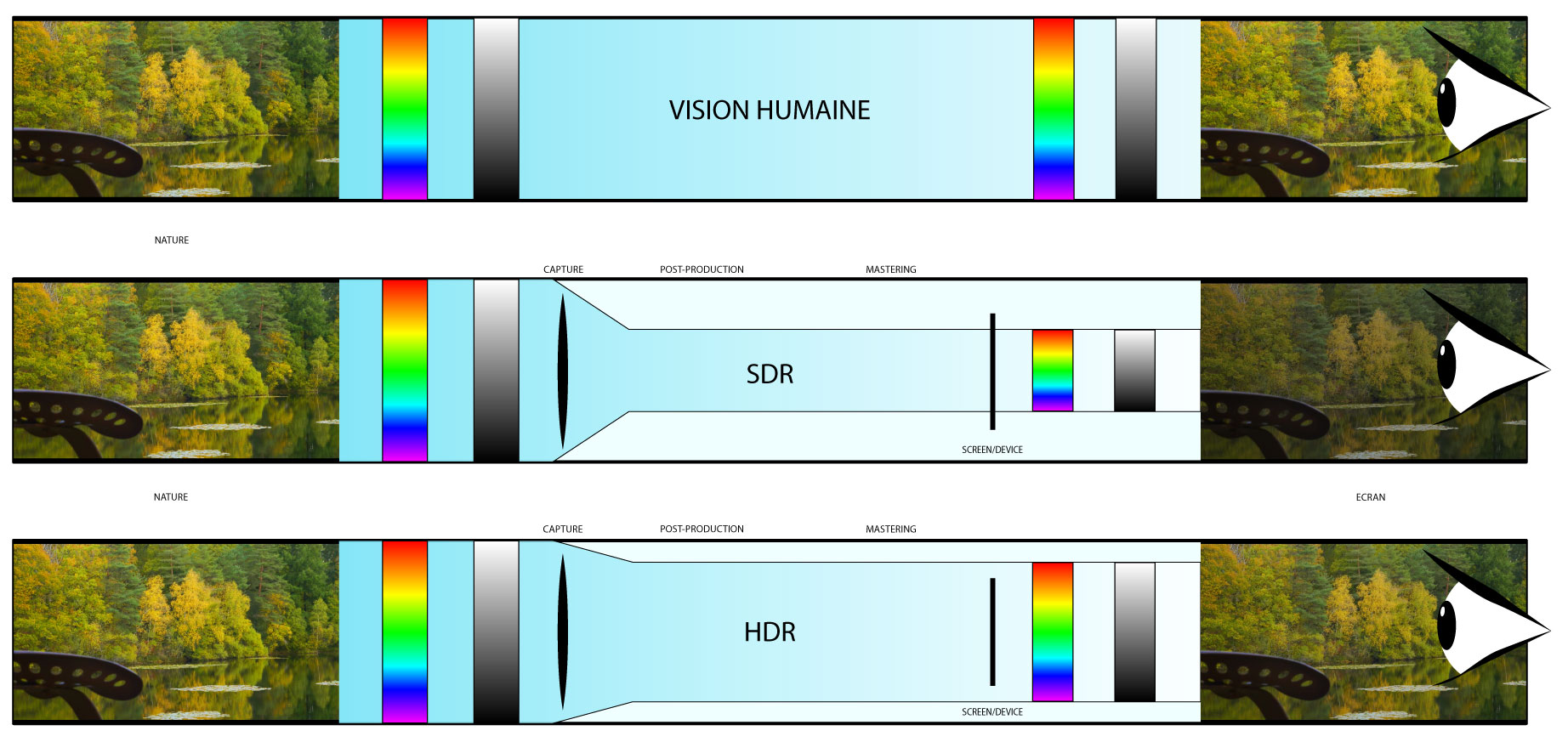 Visuel représentant comment la vision humaine SDR et HDR